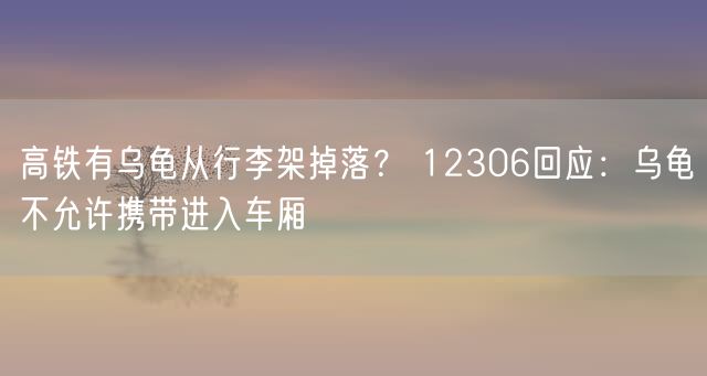 高铁有乌龟从行李架掉落？ 12306回应：乌龟不允许携带进入车厢