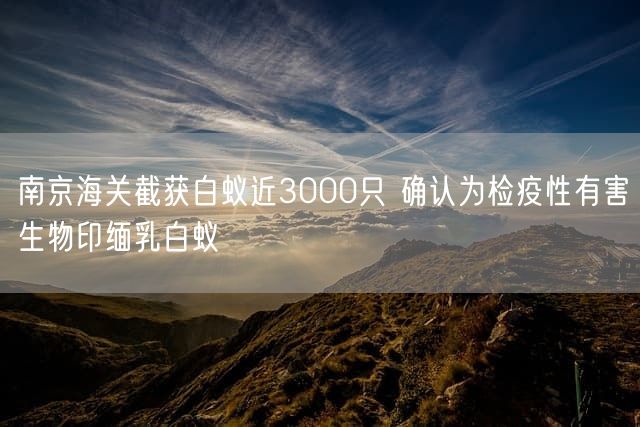 南京海关截获白蚁近3000只 确认为检疫性有害生物印缅乳白蚁