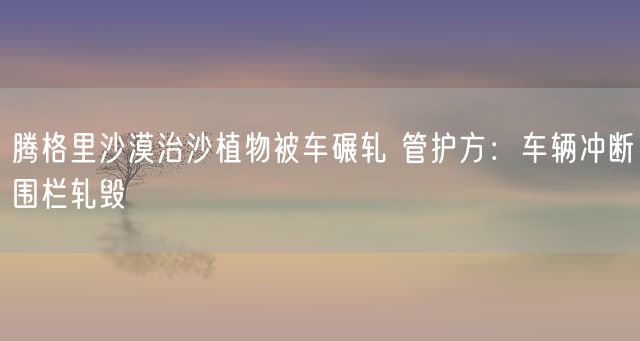 腾格里沙漠治沙植物被车碾轧 管护方：车辆冲断围栏轧毁