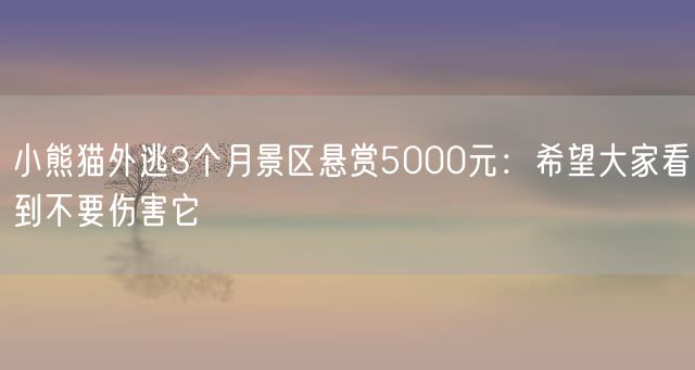 小熊猫外逃3个月景区悬赏5000元：希望大家看到不要伤害它